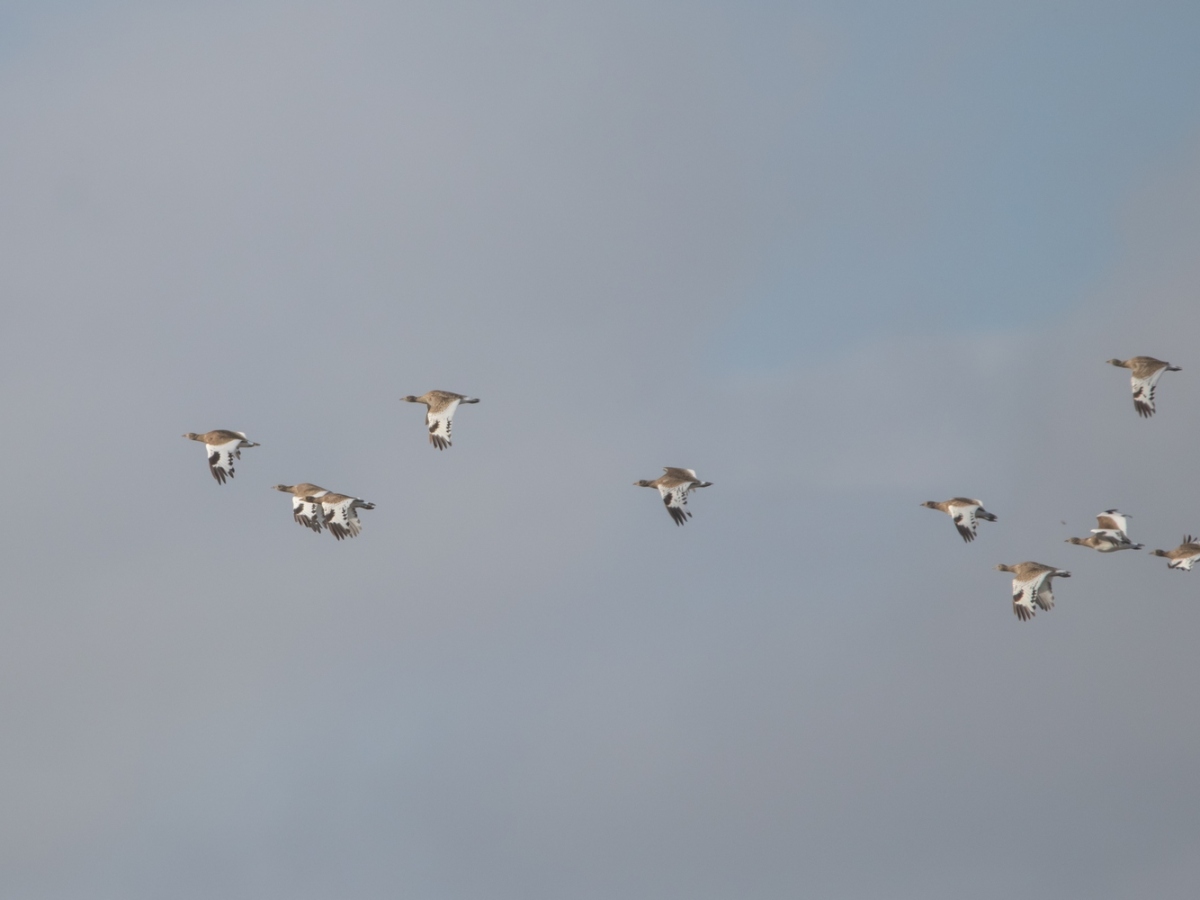 Good passage of Great White Egrets, Cormorants, Calandra Larks at Besh Barmag